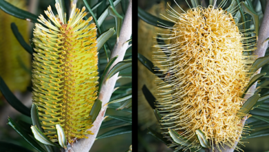 Banksia