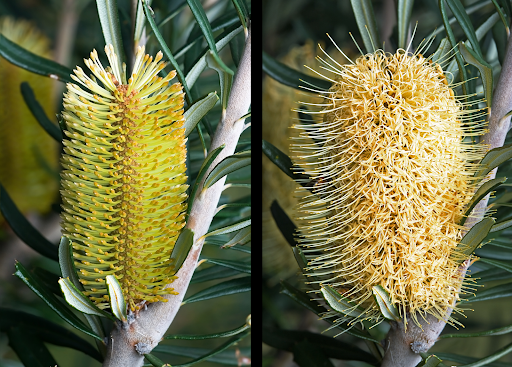 Banksia