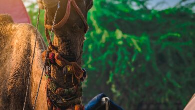 Things You Should Know About Rajasthan