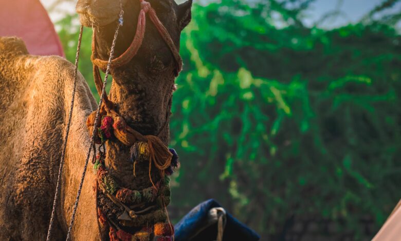 Things You Should Know About Rajasthan