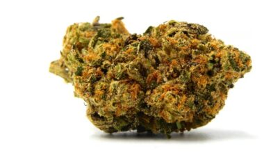 Cultivating Success Cannabis Production Facility Design Essentials