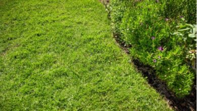 What You Need to Know About St. Augustine Grass Installation