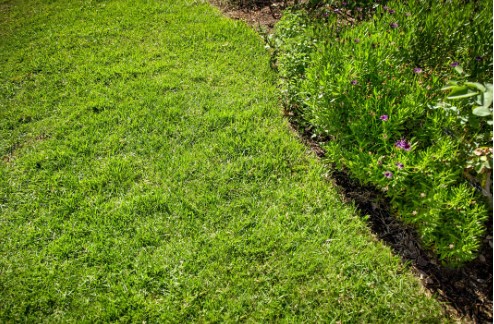 What You Need to Know About St. Augustine Grass Installation