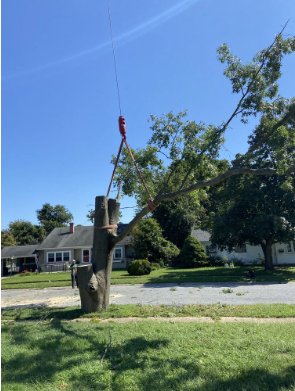 Maximize Your Property's Value with Comprehensive Lawn and Tree Care Solutions