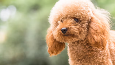 Red Miniature Poodle Puppies