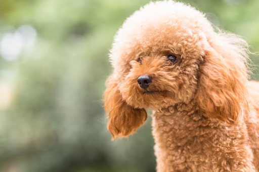 Red Miniature Poodle Puppies