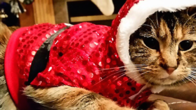 Affordable Cat Xmas Sweaters You Can Buy in the UK