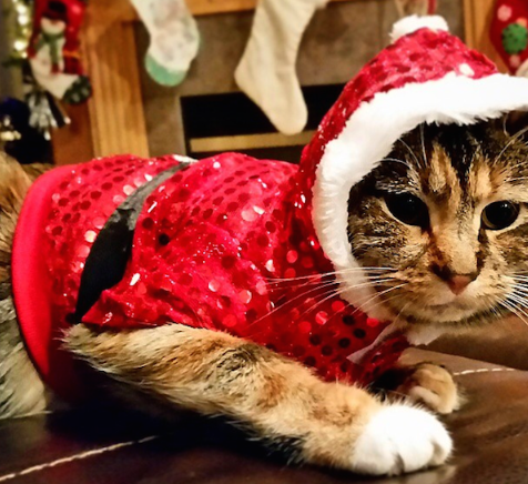 Affordable Cat Xmas Sweaters You Can Buy in the UK